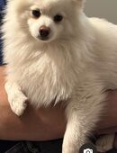 Verkaufe meinen Rüden 1,5 Jahre alt wegen meiner fortgeschrittenen Erkrankung in 34431