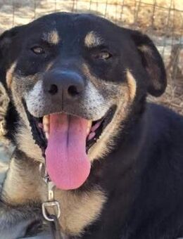 Nemo - verschmuster Senior - Bergkirchen