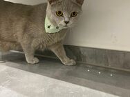 British kurzhaar Katzen zu verkaufen - Waiblingen