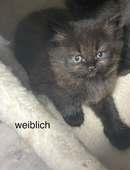 Perser Kitten - Wackersdorf
