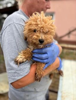 Ali, verpielter Maltipoo Welpe - Remagen