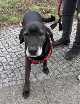 Marley - fit und zutraulich - in DE - Westerholt