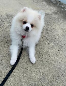 Süßer Pomeranian Welpe - Bremen