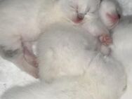 3 Siam-Kitten nur in liebevolle Hände - Hamburg