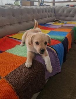 Hanna; kleine Powermaus mit Söckchen - Geilenkirchen