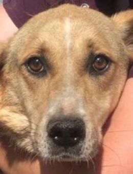 Minella - 50-55 cm Mobbingopfer - Rösrath