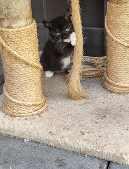 Süße Kittens - Diepholz