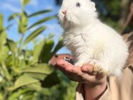 Zwerg Löwenkopf Kaninchen - Fürstenau