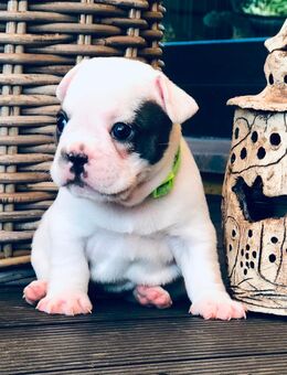Welpe Französische Bulldogge Hündin Pied Blue - Steinigtwolmsdorf