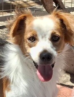 Miko sucht dringend ein Zuhause - Lenzen (Elbe) Zentrum