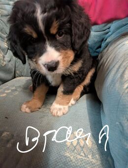 Reinrassige Bernersennen Welpen - Petershagen Friedewalde