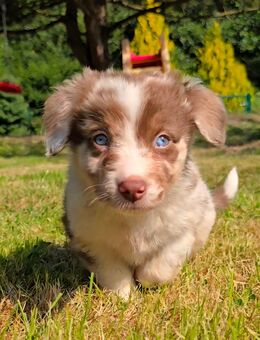 Traum Hündin/ Australian Shepherd in red merle - Sandstedt