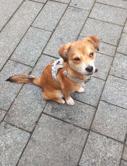 Rüde teddy - Löbau