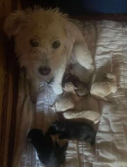 Bichon-Mix Fenja sucht Körbchen - Overath