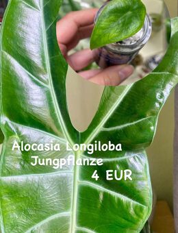 Alocasia Longiloba Jungpflanze - Berlin