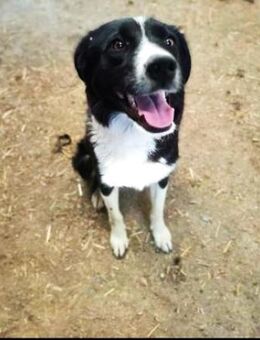 FREYA - möchte geliebt werden...... - Kempen