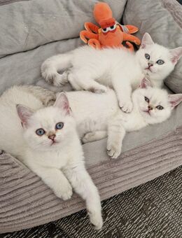 Katzen BKH Kitten Silver Shaded Mädchen Katze Kätzchen - Mutterstadt