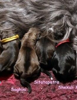 Kirsei-Kra Tibet Terrier Welpen ( VDH / ILT ) - Scheuerfeld