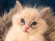 Wunderschöne Ragdoll Kitten - Böblingen