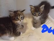 Xxl Maine Coon Kitten - Bechhofen (Bayern)