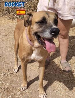 Rocket - gesellig und ausgeglichen - Heppenheim (Bergstraße)