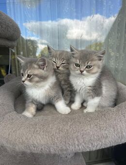 BKH kitten - Leer (Ostfriesland) Zentrum