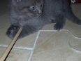 Katze, Katzenbaby. in 06193