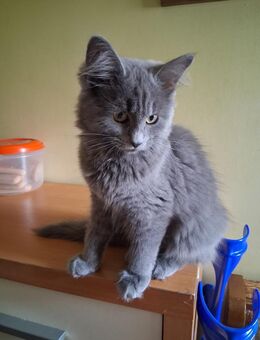 Süße Graue Mischling Kitten abzugeben ! - Duisburg