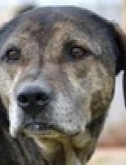 Sen. Daniel sucht kuscheliges Plätzchen - Mettmann