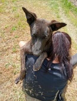 Filine 54 cm - Alpenrod