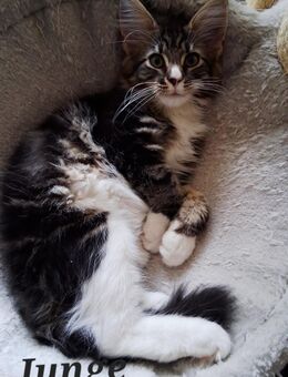 Maine coon kitten - Artern (Unstrut) Zentrum