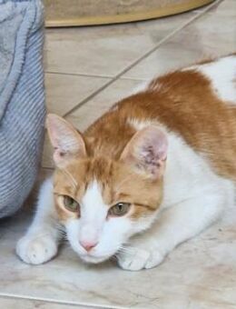 Freundlicher, junger Kater Mäx - Karlsruhe