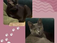 Katzen Billy und Mirella suchen Ihre Menschen - Mönchengladbach