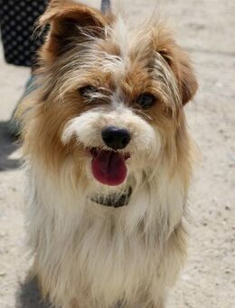 Bony, freundlich, verträglich, offen - Westerholt