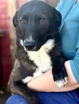 PJESKA ~ freute sich über Besuch - Duisburg