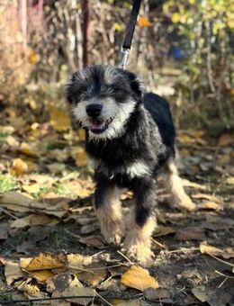 Filip -will nicht im Tierheim aufwachsen - Köln
