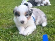 Australian Shepherd Mischlinge - Weismain