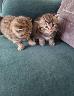 Zu verkaufen baby katzen - Laatzen