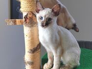 1 Okh Cornishrex mix W übrig - Stolberg (Rheinland, Kupferstadt)