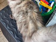 4 verspielte Maine Coon Mädchen - Rüsselsheim
