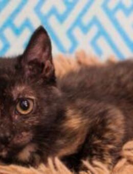 Emilia - Heinsdorfergrund