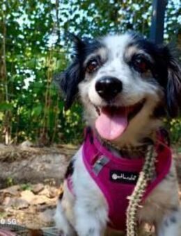 CAROL ❤️ kleine alte Dame sucht Liebe - Fahrenzhausen