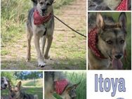 ITOYA -wünscht sich einen Hundekumpel- - Duisburg