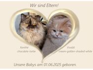 BLH Kitten, sind am 01.06.2025 geboren, Auszugsfähig Anfang Oktober in liebevolle Hände auf Lebenszeit. - Suderburg