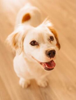 Lady kleine Hündin sucht das große Glück - Laatzen