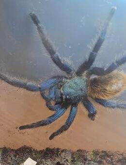 Chromatopelma cyaneopubescens - Braunschweig