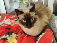 Siamkatze Bella - Eichenzell