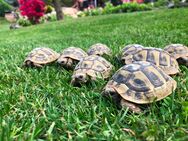 Griechische Landschildkröten 2022 Ausgeschlafen!! - Steinigtwolmsdorf