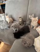 10 Bkh Kitten Nur in Liebe Hände abzugeben ! in 70806