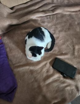 Katzenbaby: Korat mal Britisch Kurzhaar - Albbruck